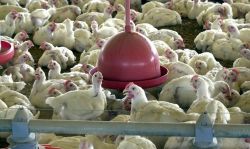 China elimina sobretasa a carne de pollo brasileña