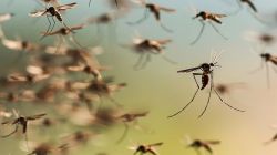 Impacto del brote histórico de dengue en la Argentina
