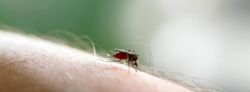 Qué es la fiebre de Oropouche, parecida al dengue