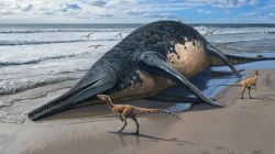 Encontraron fósiles de un gigantesco reptil marino