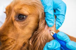 Los perros también pueden contraer la enfermedad de Lyme