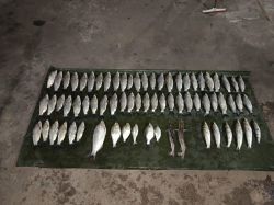 Prefectura rescató y devolvió 25 peces al río Paraná