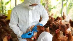 Médicos describen el caso de gripe aviar en  Texas