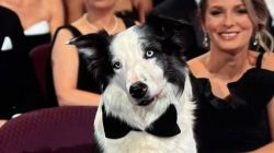 El perro Messi vuelve al Festival de Cannes