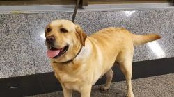 Paraguay: Falleció Akira, la agente canina antidrogas de la Senad