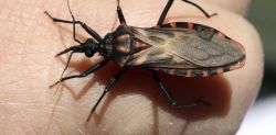 Chagas, avances sobre el tratamiento de la enfermedad  